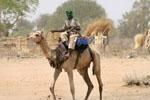 Camel in Darfur - AP