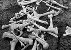One Millon Bones project