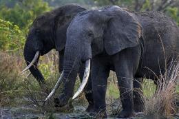 Elephants in Garamba National Parkl Elephants in Garamba National Park