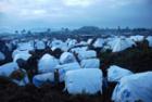 Tents at IDP camp near Goma